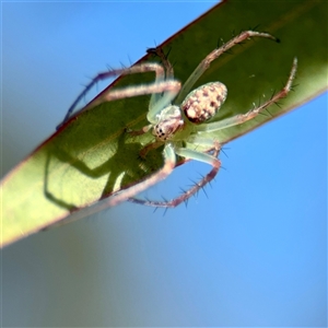 Araneus talipedatus at O'Malley, ACT - Today by Hejor1