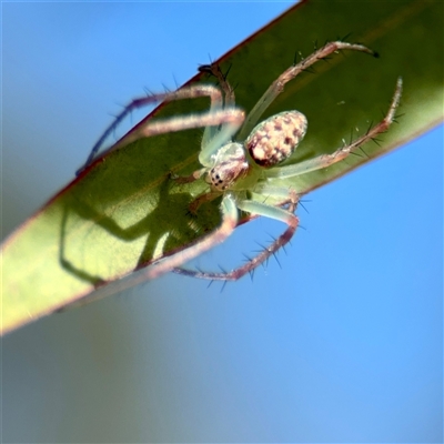 Araneus talipedatus at O'Malley, ACT - 18 Oct 2025 by Hejor1