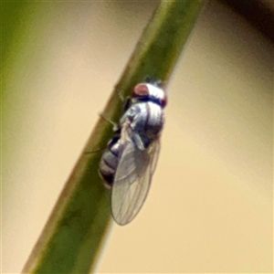 Diptera (order) at O'Malley, ACT - Today by Hejor1