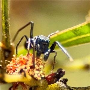Myrmarachne (genus) at O'Malley, ACT - Today by Hejor1