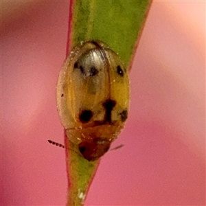 Peltoschema sp. (genus) at O'Malley, ACT - Today by Hejor1