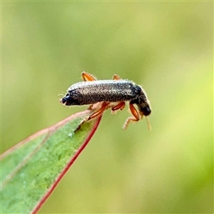 Lemidia sp. (genus) at O'Malley, ACT - Today by Hejor1