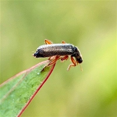 Lemidia subaenea (Clerid beetle) at O'Malley, ACT - 18 Oct 2025 by Hejor1