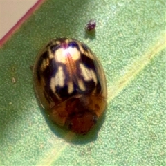 Peltoschema delicatulum (Leaf beetle) at O'Malley, ACT - 18 Oct 2025 by Hejor1