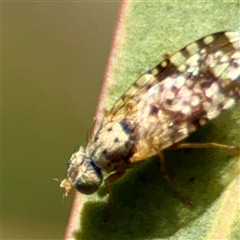 Austrotephritis poenia (Australian Fruit Fly) at O'Malley, ACT - 18 Oct 2025 by Hejor1