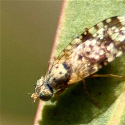 Austrotephritis poenia (Australian Fruit Fly) at O'Malley, ACT - 18 Oct 2025 by Hejor1