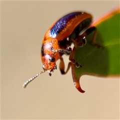 Calomela curtisi (Acacia leaf beetle) at O'Malley, ACT - 18 Oct 2025 by Hejor1