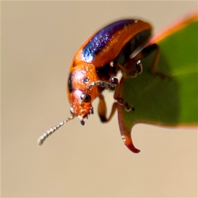 Calomela curtisi (Acacia leaf beetle) at O'Malley, ACT - 18 Oct 2025 by Hejor1