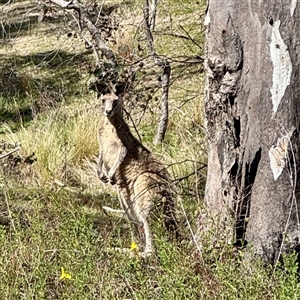 Macropus giganteus at O'Malley, ACT - Today by Hejor1