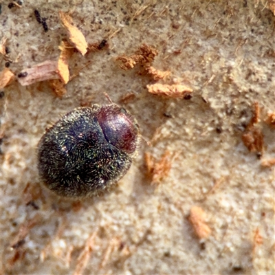 Rhyzobius lophanthae (Scale-eating lLadybird) at O'Malley, ACT - 18 Oct 2025 by Hejor1
