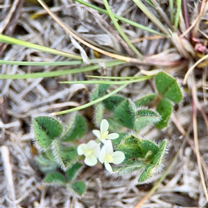 Trifolium subterraneum at O'Malley, ACT - Today by Hejor1