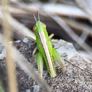 Praxibulus sp. (genus) at O'Malley, ACT - Today by Hejor1