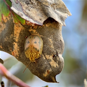 Paropsis atomaria at O'Malley, ACT - Today by Hejor1