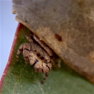 Simaethula sp. (genus) at O'Malley, ACT - Today by Hejor1