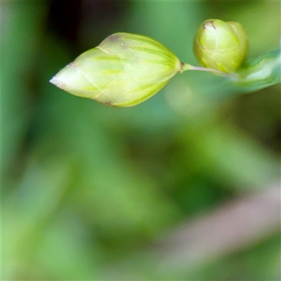Briza minor (Shivery Grass) at O'Malley, ACT - 18 Oct 2025 by Hejor1