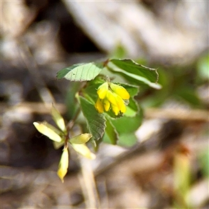 Medicago (genus) at O'Malley, ACT - Today by Hejor1