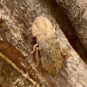 Ledromorpha planirostris at O'Malley, ACT - Today by Hejor1