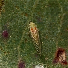 Psyllidae sp. (family) at O'Malley, ACT - Today by Hejor1
