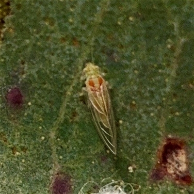 Psyllidae sp. (family) at O'Malley, ACT - Today by Hejor1