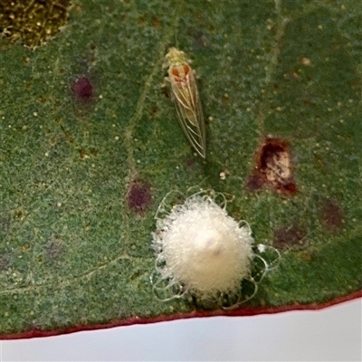 Glycaspis sp. (genus) at O'Malley, ACT - Today by Hejor1