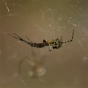 Theridion sp. (genus) at O'Malley, ACT - Today by Hejor1