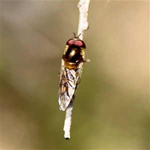 Simosyrphus grandicornis at O'Malley, ACT - Today by Hejor1