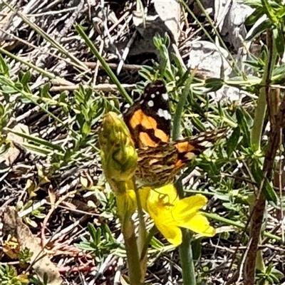 Vanessa kershawi (Australian Painted Lady) at O'Malley, ACT - Yesterday by Hejor1