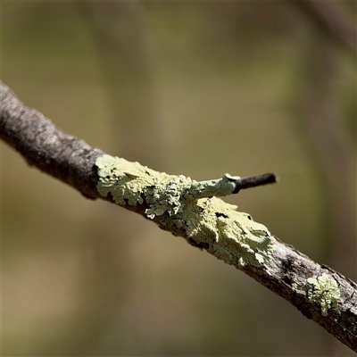 Flavoparmelia sp. at O'Malley, ACT - 18 Oct 2025 by Hejor1