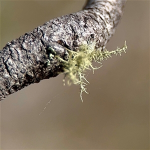 Usnea sp. (genus) at O'Malley, ACT - Today by Hejor1