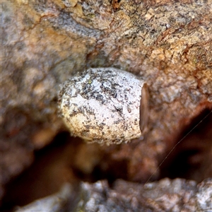 Doratifera (genus) at O'Malley, ACT - Today by Hejor1