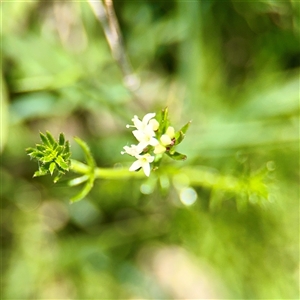 Asperula sp. at O'Malley, ACT - Today by Hejor1