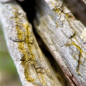Chrysothrix sp. (genus) at O'Malley, ACT - Today by Hejor1
