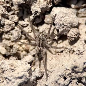 Lycosa sp. (genus) at O'Malley, ACT - Today by Hejor1