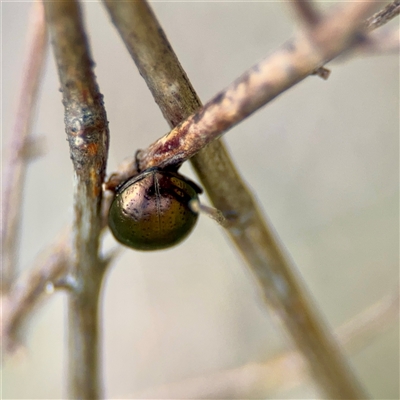 Chrysolina quadrigemina (Greater St Johns Wort beetle) at O'Malley, ACT - 18 Oct 2025 by Hejor1