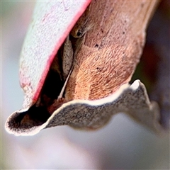 Mythimna (Pseudaletia) convecta (Common Armyworm) at O'Malley, ACT - 18 Oct 2025 by Hejor1
