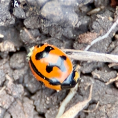 Coccinella transversalis (Transverse Ladybird) at O'Malley, ACT - 18 Oct 2025 by Hejor1