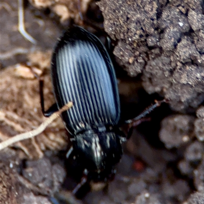 Pterostichini (tribe) (A Carabid beetle) at O'Malley, ACT - 18 Oct 2025 by Hejor1