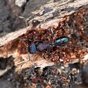 Rhytidoponera metallica at O'Malley, ACT - Today by Hejor1