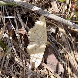 Scopula (genus) at O'Malley, ACT - Today by Hejor1