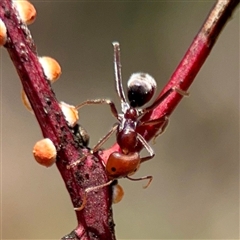 Iridomyrmex purpureus (Meat Ant) at O'Malley, ACT - Today by Hejor1