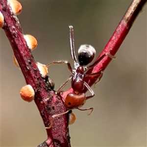 Iridomyrmex sp. (genus) at O'Malley, ACT - Today by Hejor1