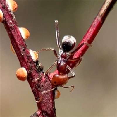 Iridomyrmex purpureus (Meat Ant) at O'Malley, ACT - Today by Hejor1