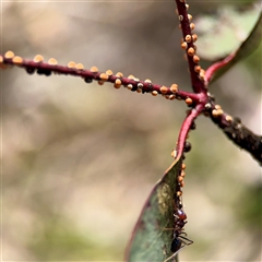 Eriococcus coriaceus (Gumtree Scale) at O'Malley, ACT - 18 Oct 2025 by Hejor1