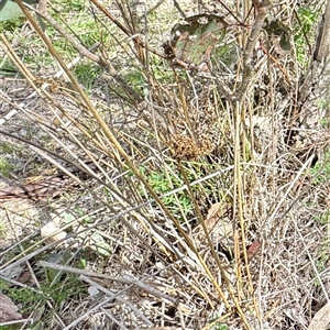 Juncus (genus) (A Rush) at O'Malley, ACT - Today by Hejor1
