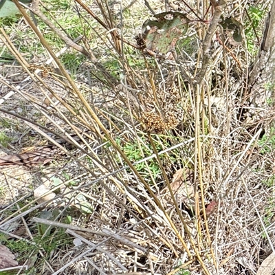Juncus (genus) (A Rush) at O'Malley, ACT - 18 Oct 2025 by Hejor1
