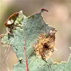 Hypertrophidae (family) (Unidentified Twig Moth) at O'Malley, ACT - 18 Oct 2025 by Hejor1