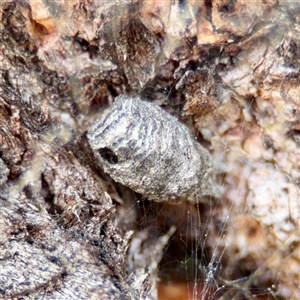 Cryptocephalinae (sub-family) at O'Malley, ACT - Today by Hejor1