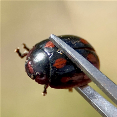 Paropsisterna octosignata (Eucalyptus leaf beetle) at O'Malley, ACT - 18 Oct 2025 by Hejor1