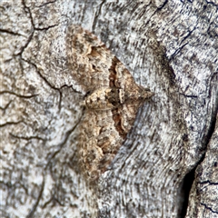 Phrissogonus laticostata (Apple looper moth) at O'Malley, ACT - 18 Oct 2025 by Hejor1