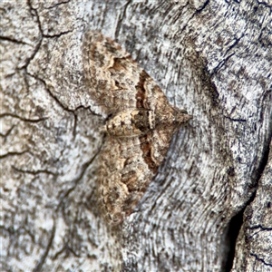 Phrissogonus laticostata (Apple looper moth) at O'Malley, ACT - Today by Hejor1